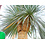 Yucca Rostrata. "'Monsterpiece''  "Multihead" (NO:4)
