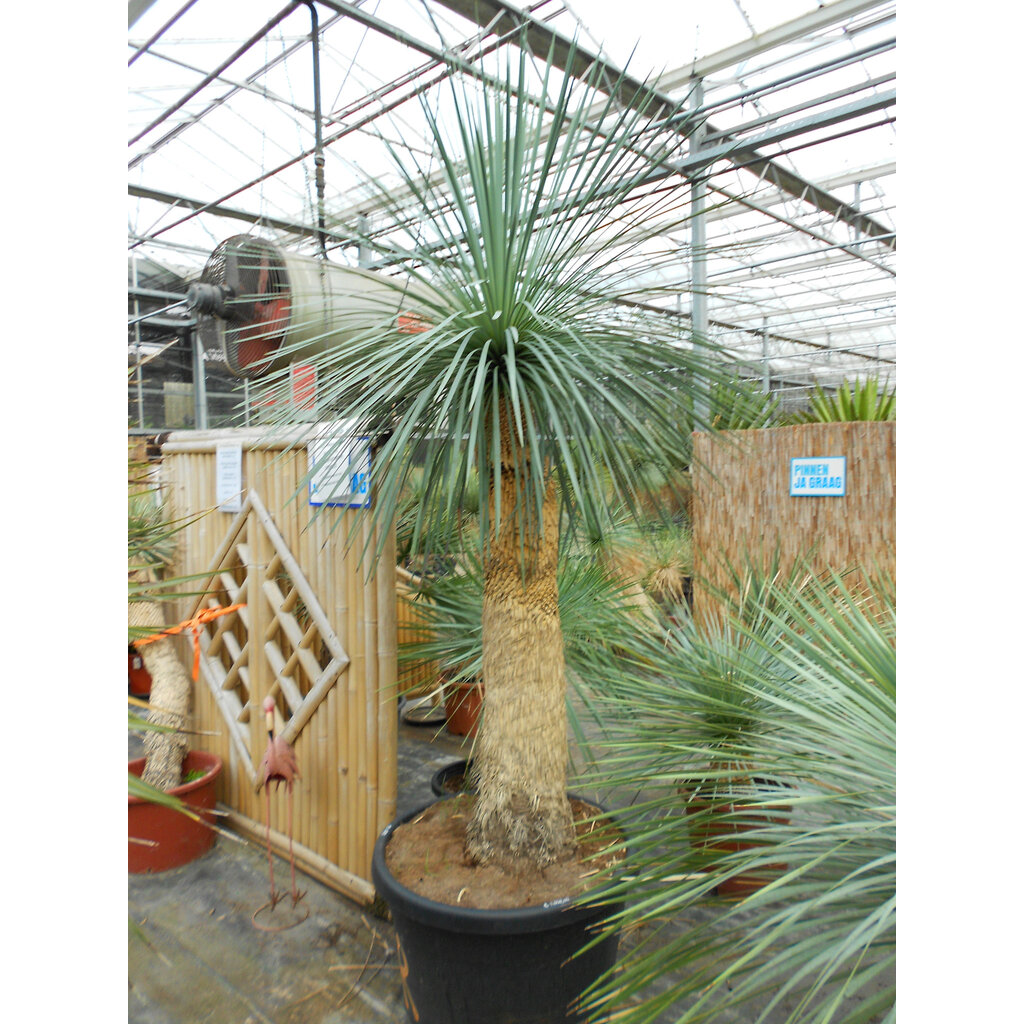 CT 170 Yucca Linearis 200-220