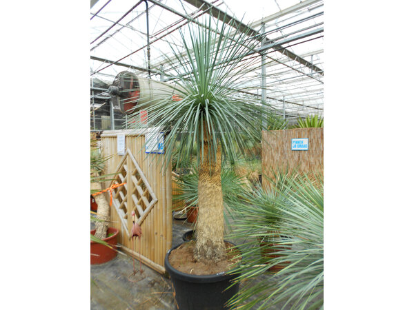 CT 170 Yucca Linearis 200-220