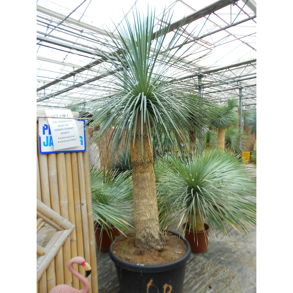 CT 170 Yucca Linearis 200-220