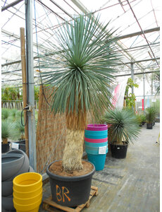  Yucca Linearis 230-cm