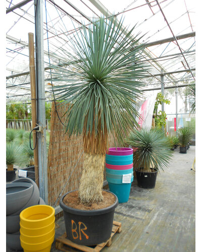  Yucca Linearis 230-cm
