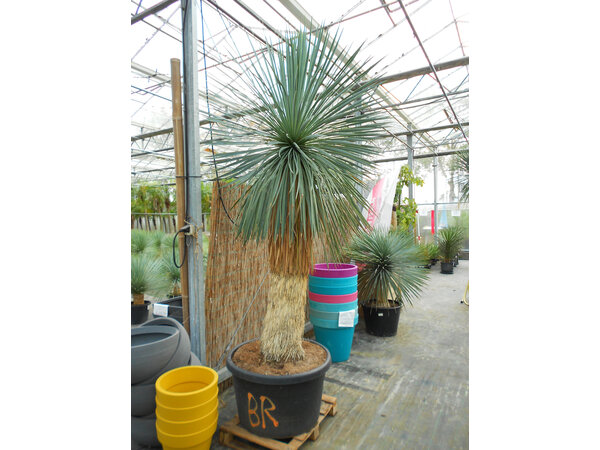 Yucca Linearis 230-cm