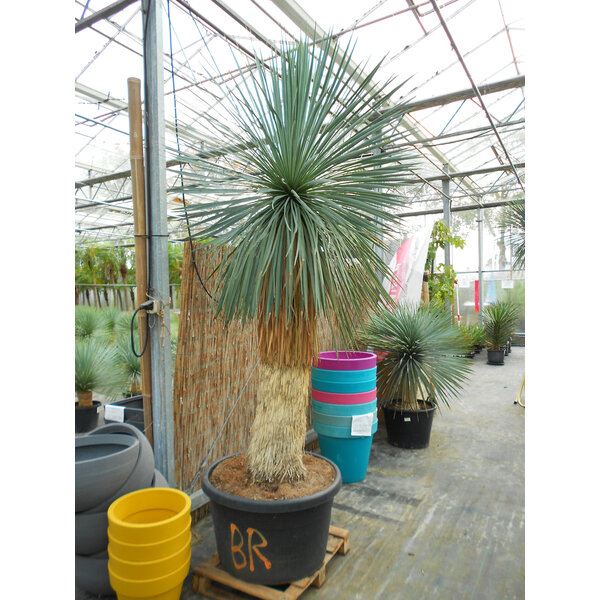 Yucca Linearis 230-cm