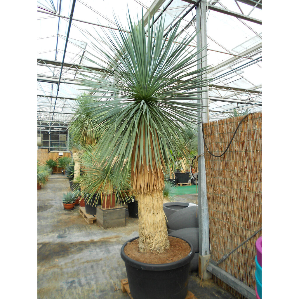 Yucca Linearis 230-cm