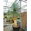 Yucca Linearis 230-cm