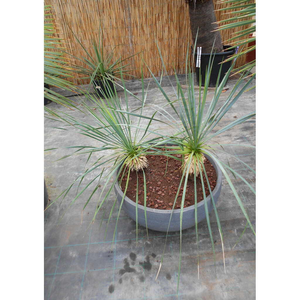 Yucca rostrata  Deko schaal 60 cm