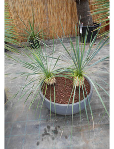  Yucca rostrata  Deko schaal 60 cm