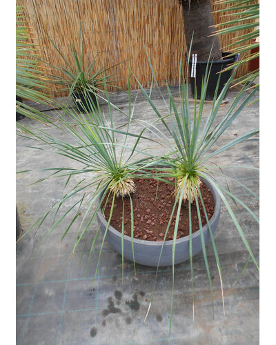  Yucca rostrata  Deko schaal 60 cm
