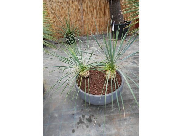 Yucca rostrata  Deko schaal 60 cm