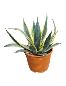  Agave americana variegata (pot C-22)