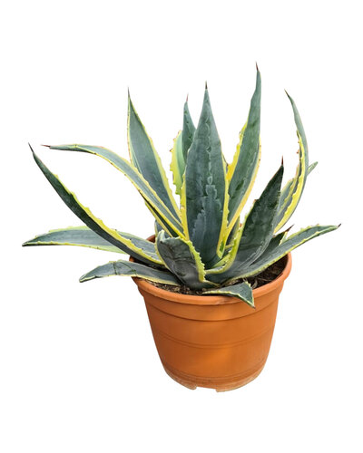 Agave americana variegata (pot C-22)
