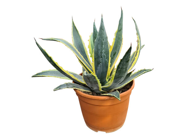 Agave americana variegata (pot C-22)