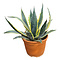  Agave americana variegata (pot C-22)