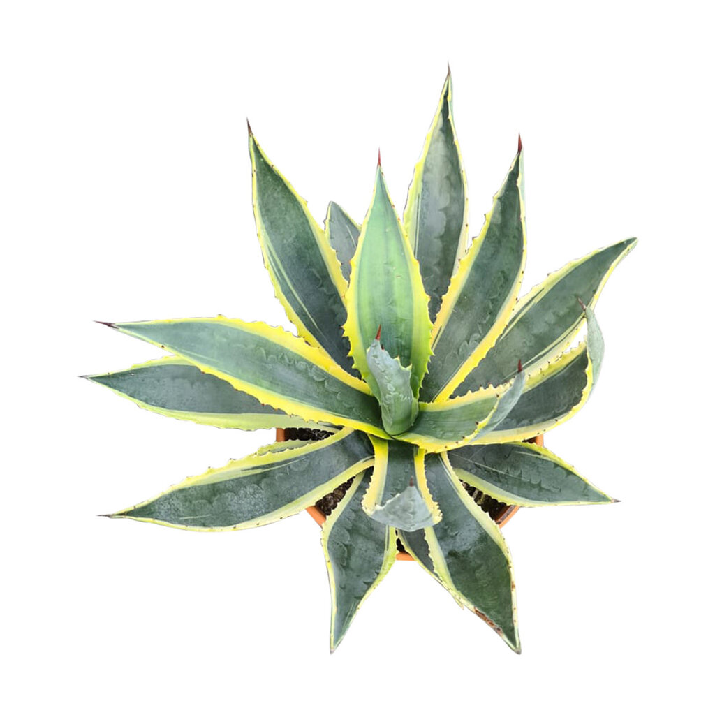 Agave americana variegata (pot C-22)