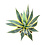 Agave americana variegata (pot C-22)