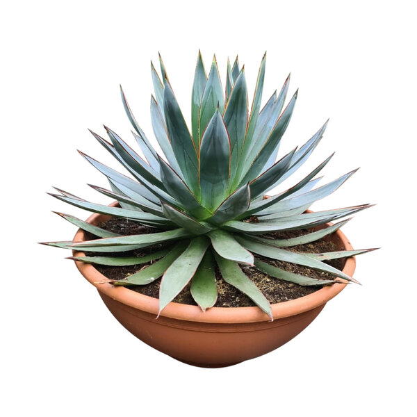 Agave red edge (schaal 50 cm)
