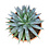 Agave red edge (schaal 50 cm)