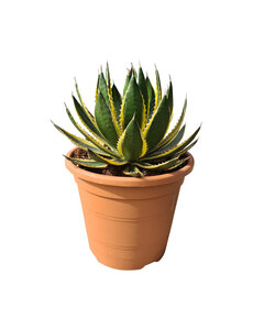  Agave lophanta "quadricolor "(pot C-35)