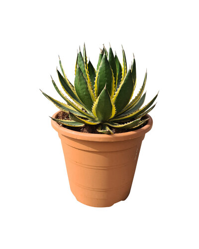  Agave lophanta "quadricolor "(pot C-35)