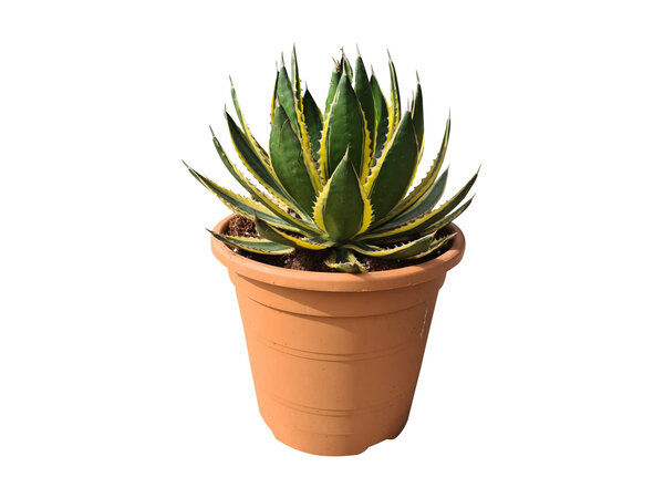 Agave lophanta "quadricolor "(pot C-35)