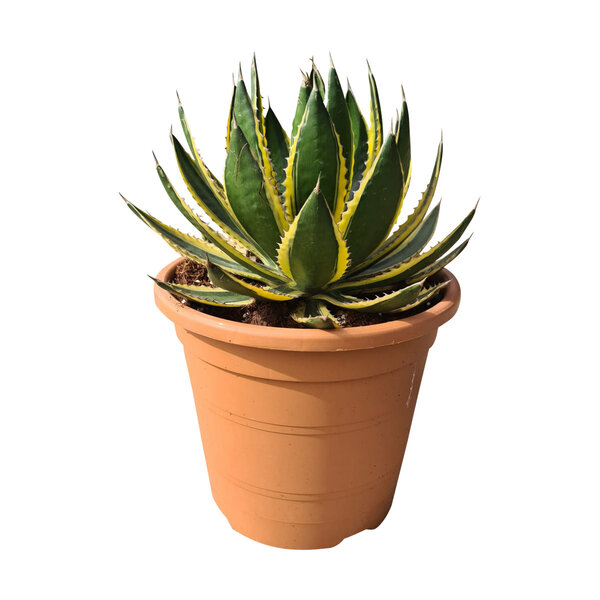 Agave lophanta "quadricolor "(pot C-35)