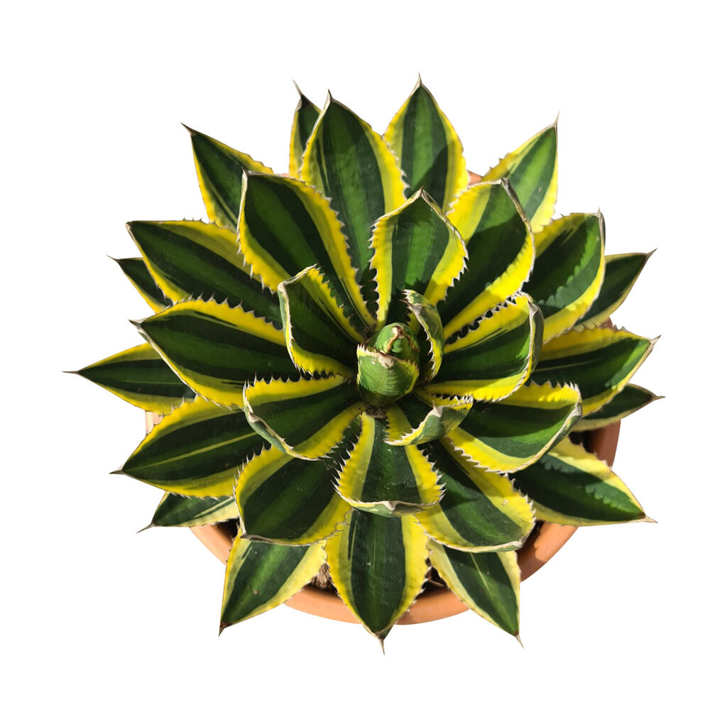 Agave lophanta "quadricolor "(pot C-35)