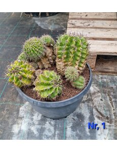  Cactus Echinopsis hybride