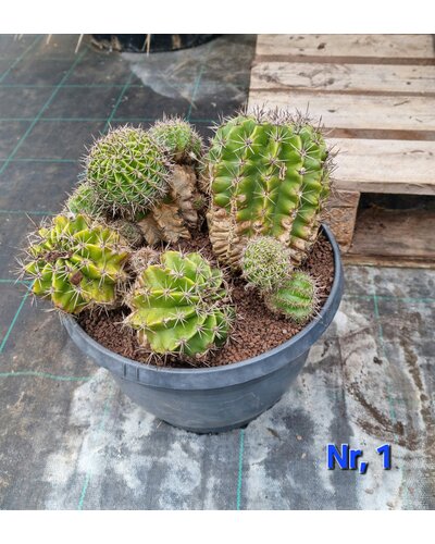  Cactus Echinopsis hybride
