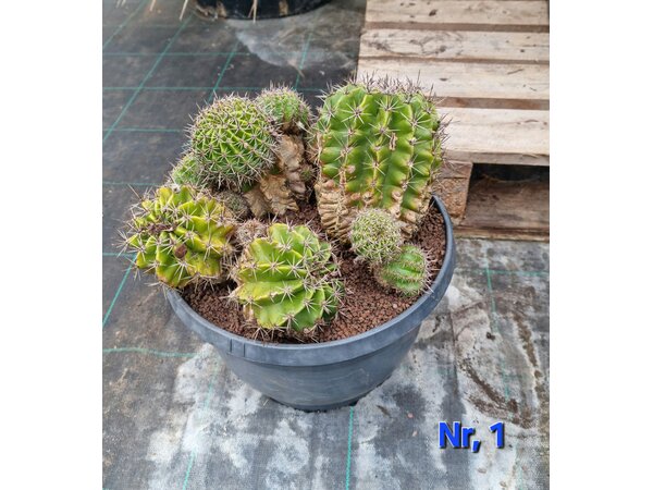 Cactus Echinopsis hybride