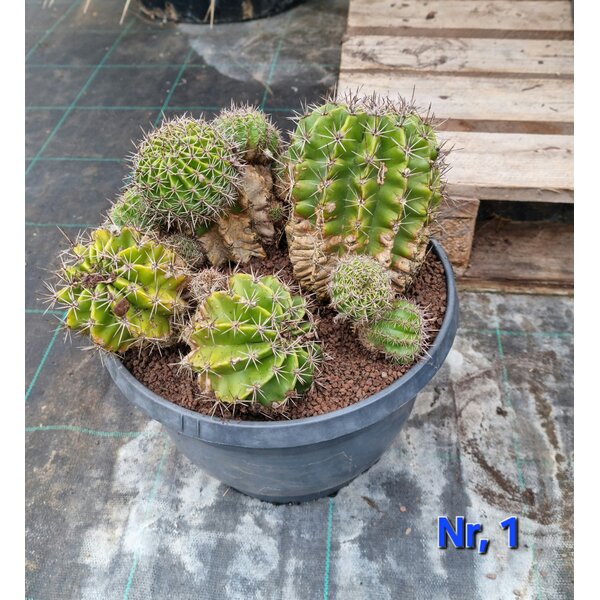 Cactus Echinopsis hybride