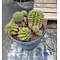  Cactus Echinopsis hybride