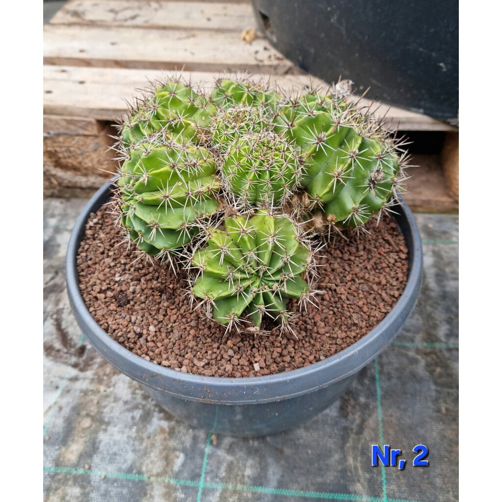 Cactus Echinopsis hybride