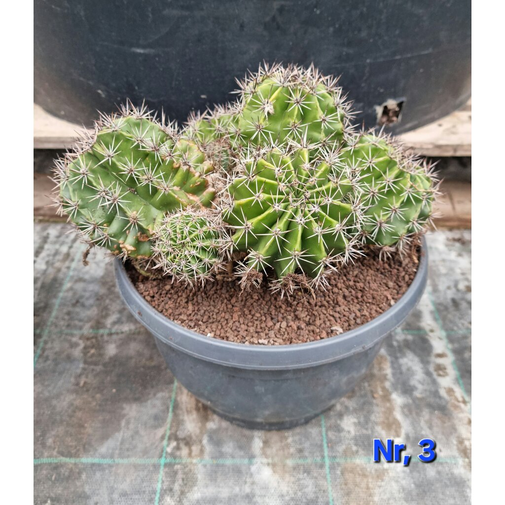 Cactus Echinopsis hybride