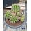 Cactus Echinopsis hybride