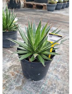  Agave Filifera Monstruosa