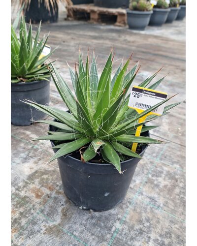  Agave Filifera Monstruosa