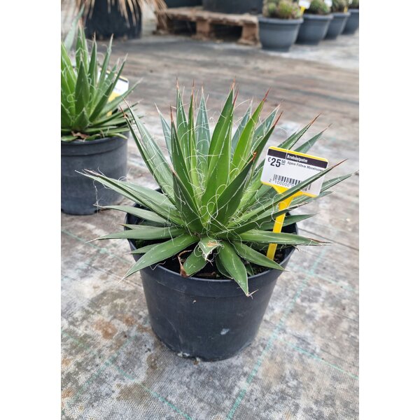Agave Filifera Monstruosa
