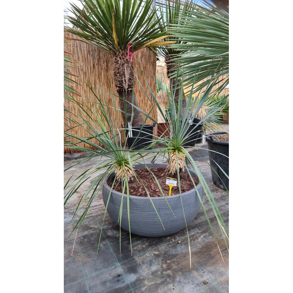 Yucca rostrata  Deko schaal 60 cm