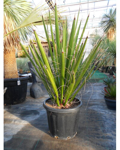  Yucca carnerosana (Y-1)
