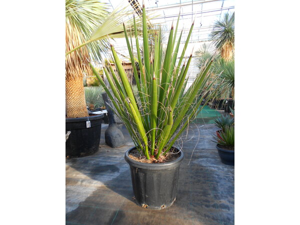 Yucca carnerosana (Y-1)