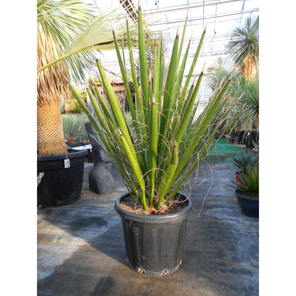 Yucca carnerosana (Y-1)