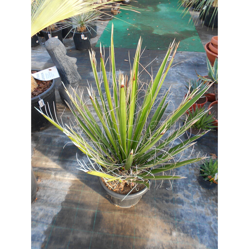 Yucca carnerosana (Y-1)