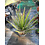 Yucca carnerosana (Y-1)