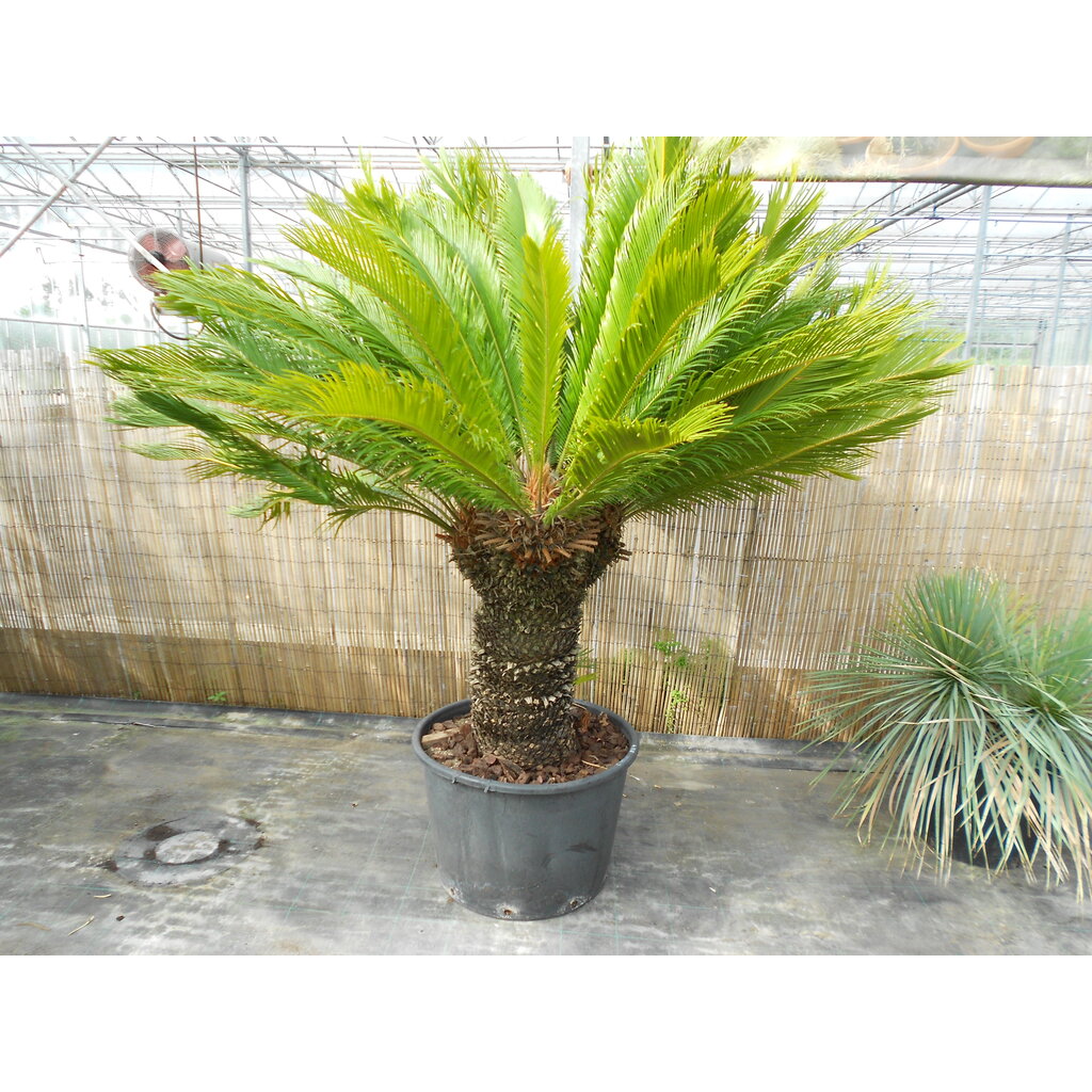 Cycas revoluta multihead (NO:4)