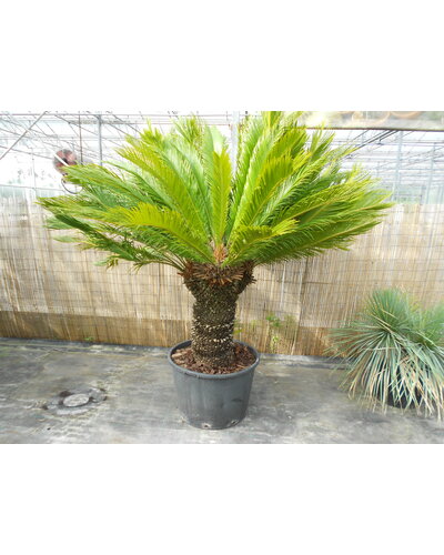  Cycas revoluta multihead (NO:4)