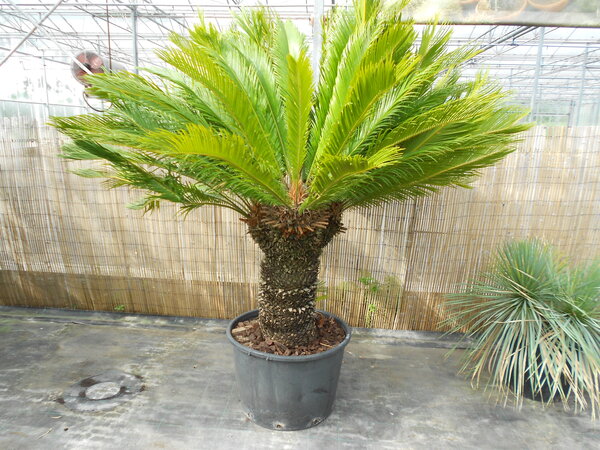 Cycas revoluta multihead (NO:4)