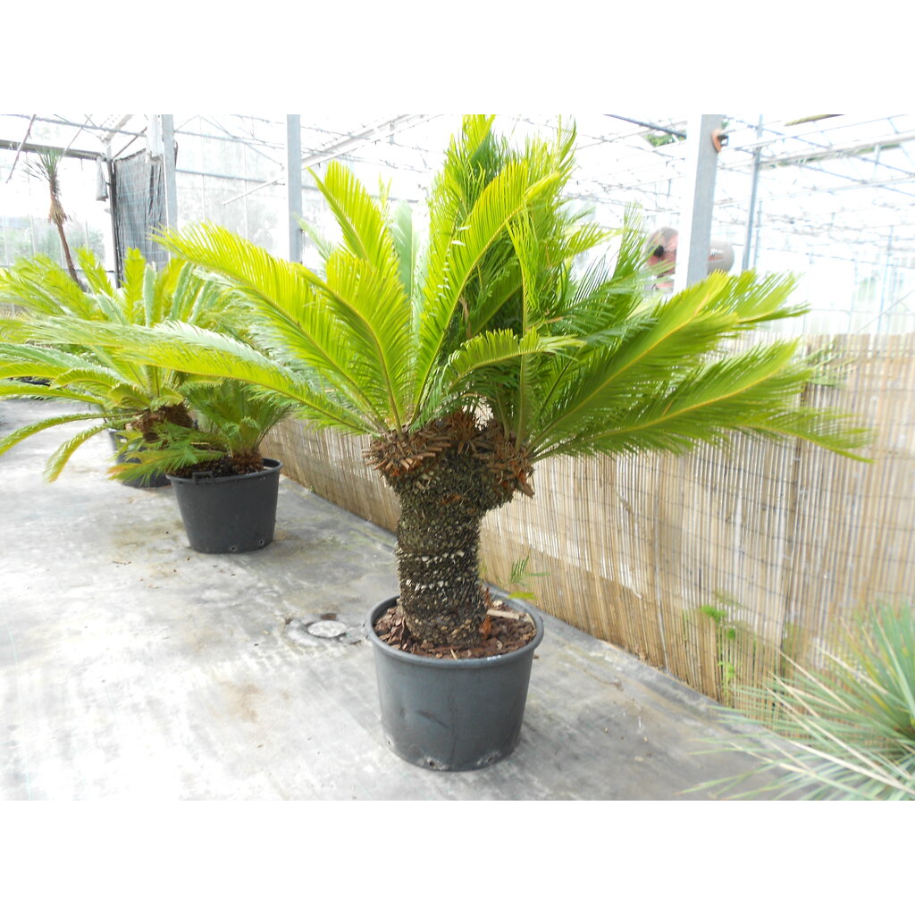 Cycas revoluta multihead (NO:4)