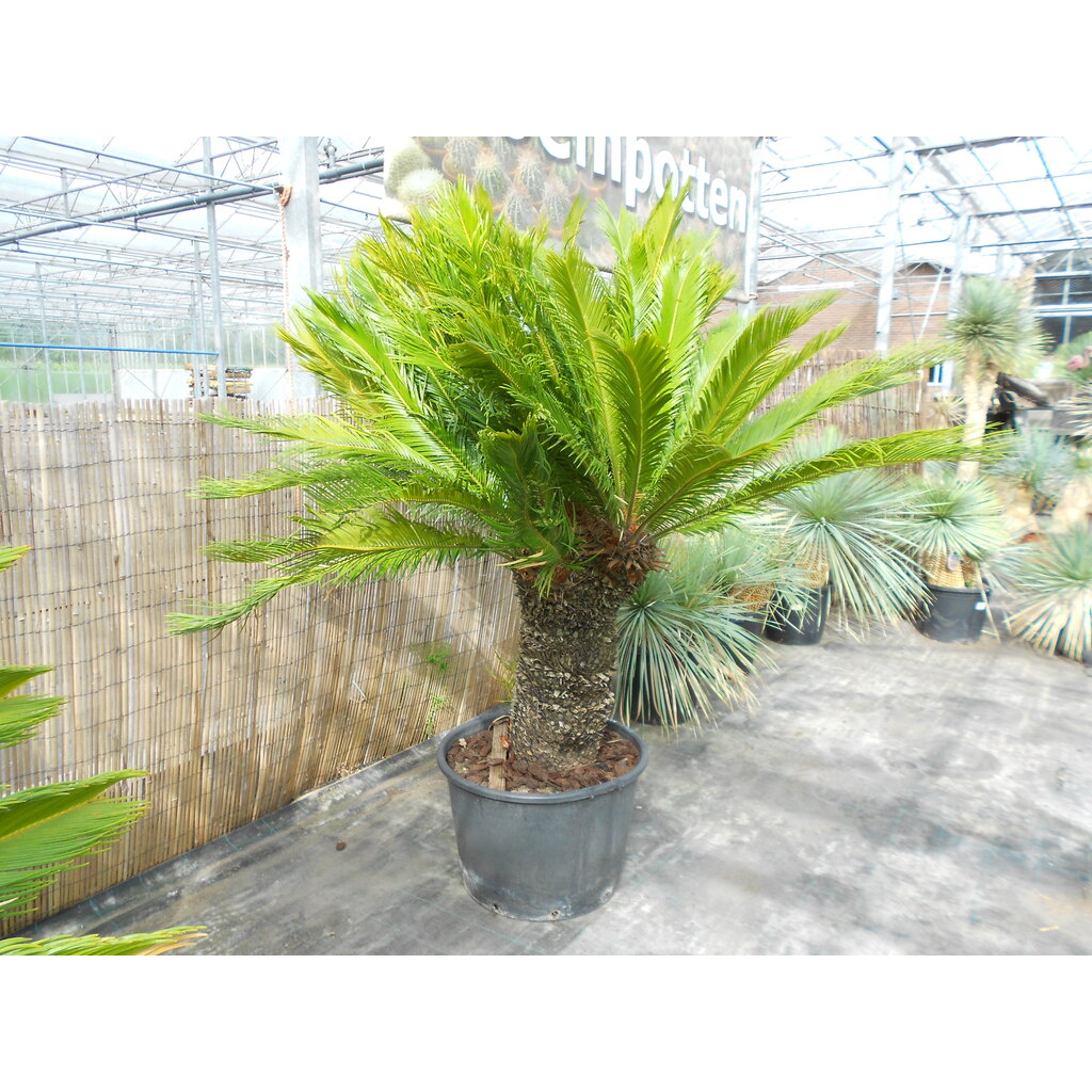 Cycas revoluta multihead (NO:4)