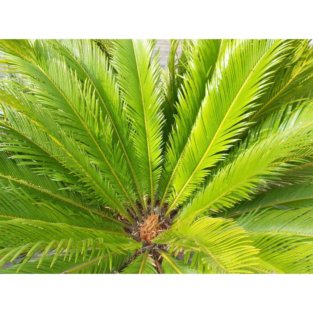 Cycas revoluta multihead (NO:4)